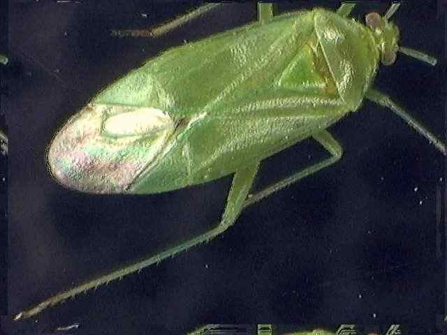 Lygocoris pabulinus